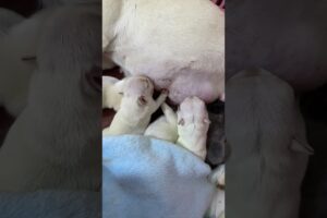 Tired Bulldog Mama Nursing Her Puppies—Heartwarming & Adorable! 🍼🐶 #BulldogMoments #PuppyLove