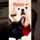 Too cute puppies #frenchbulldog #puppyvideo #cutepuppybaby #funnypuppy #puppyshort #shorts #short