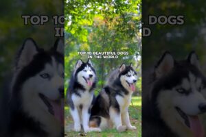Top 10 Beautiful Dogs In The World 🌎 | दुनिया के सबसे खूबसूरत कुत्ते 🐕