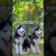 Top 10 Beautiful Dogs In The World 🌎 | दुनिया के सबसे खूबसूरत कुत्ते 🐕