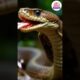 Top 10 Dangerous Snake🐍 #snake #feed #feedshorts #shortsfeed #trendingshorts #ytshorts