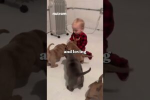 Top 5 Cutest Puppies EVER 🐾 | You’ll Want Them All! #shorts