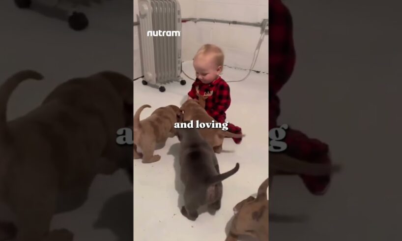 Top 5 Cutest Puppies EVER 🐾 | You’ll Want Them All! #shorts