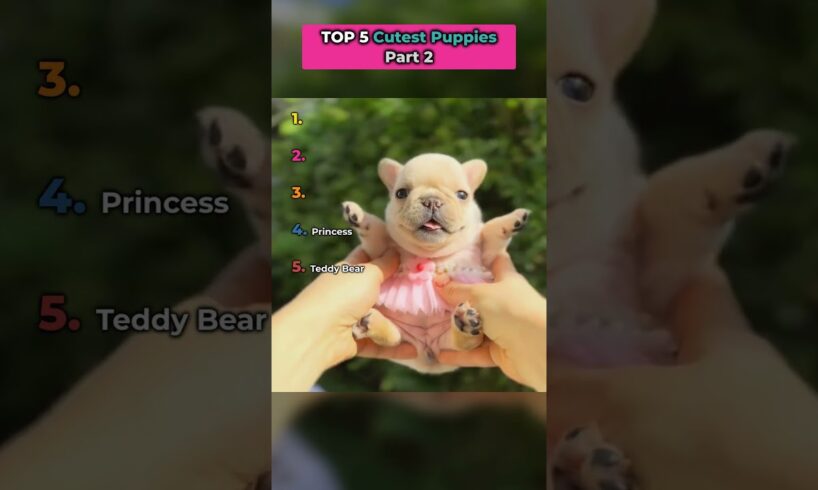 Top 5 Cutest Puppies Part 2