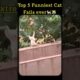 Top 5 Funniest Cat fails of the Week 🐈😹 | 2025 #shorts #funnyvideo  #cat