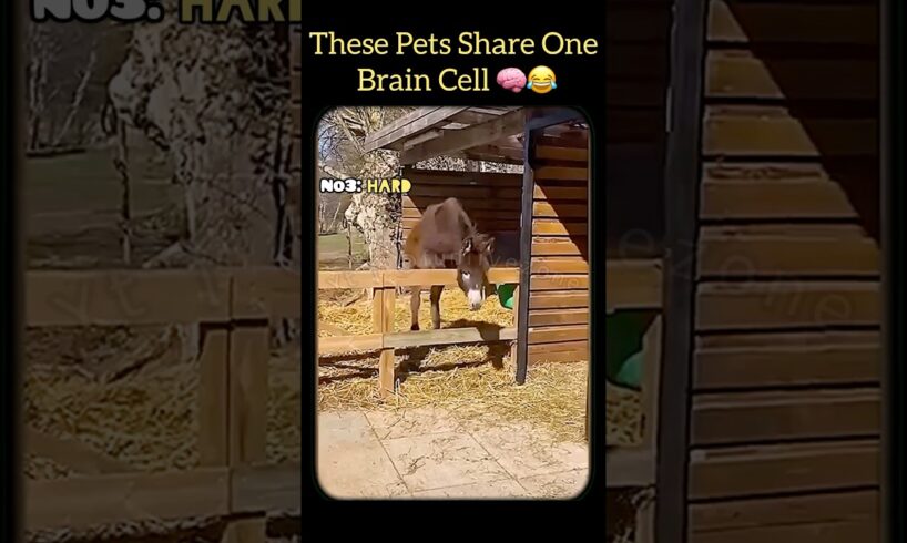 Top 5 Funniest Pet Fails of the Week 🤦🤣 | (2025) #shorts #funnyvideo #funny