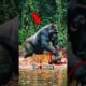 Top 5 Insane Animal Fights You Won't Believe Are Real!