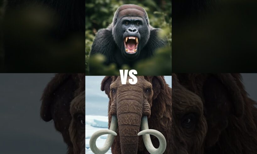 Top 5 animal fights of the Century! 1HM2