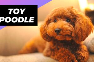 Toy Poodle 🐩 One Of The Most Popular Dog Breeds In The World #shorts