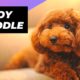 Toy Poodle 🐩 One Of The Most Popular Dog Breeds In The World #shorts