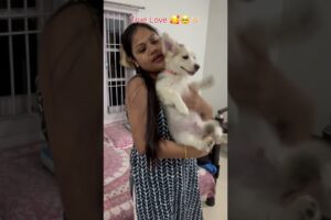True Love 🥰🥺🫶🏻 #shorts #youtubeshorts #pomeranian #dog #cute #maa #trending #viralshorts
