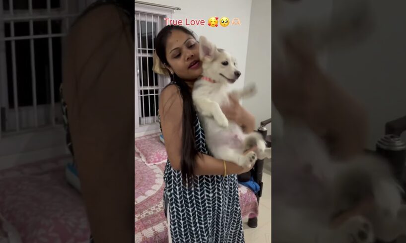 True Love 🥰🥺🫶🏻 #shorts #youtubeshorts #pomeranian #dog #cute #maa #trending #viralshorts