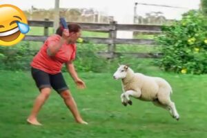 Try Not to Laugh Challenge #18 🤣 Best Fails of the week