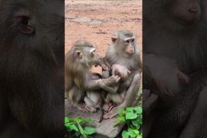 Two baby two mom monkey play happy  3  #shorts #cat #monkeys #viral #animals #shortsvideo #monkey