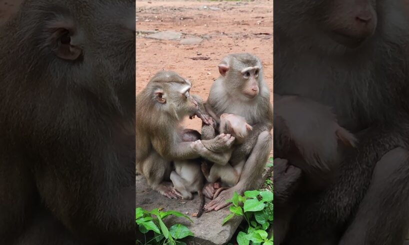 Two baby two mom monkey play happy  3  #shorts #cat #monkeys #viral #animals #shortsvideo #monkey