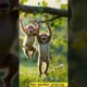 Two monkey playing #dinkachika #meowmeowsong #monkeyplaying #monkey #forest #animals