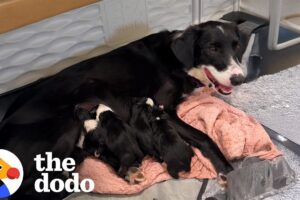 Unwanted Pregnant Dog Saved From Shelter Right Before Giving Birth | The Dodo