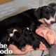Unwanted Pregnant Dog Saved From Shelter Right Before Giving Birth | The Dodo
