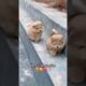 Very cute puppies 🥰🤩❤️🐶🐕  #dog #puppy #innocent #cute  #youtubeshorts #aajkalfast