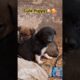 Very cute puppies 🐶🥰❤️ #dog #puppy #innocent #cute #youtubeshorts #trending