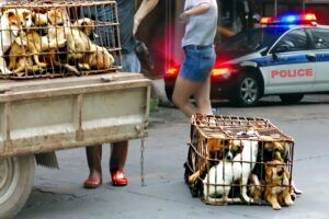 WE busted a HUGE Asian Dog Market Before Worlds Largest Dog Eating Festival