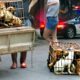 WE busted a HUGE Asian Dog Market Before Worlds Largest Dog Eating Festival