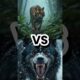WILD ANIMAL FIGHTS. WHO WILL WIN? #Shorts
