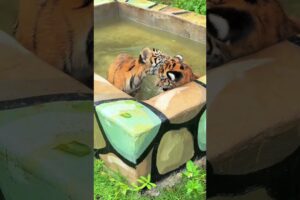 🐯🐯🐯WOW!!! The tiger cubs got angry while playing😂😂😂 #tigercub  #tiger #kitten #foryou #fpy #adorable