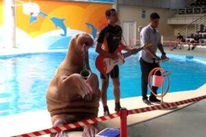 Walrus Playing Saxophone