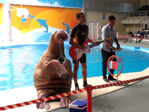 Walrus Playing Saxophone