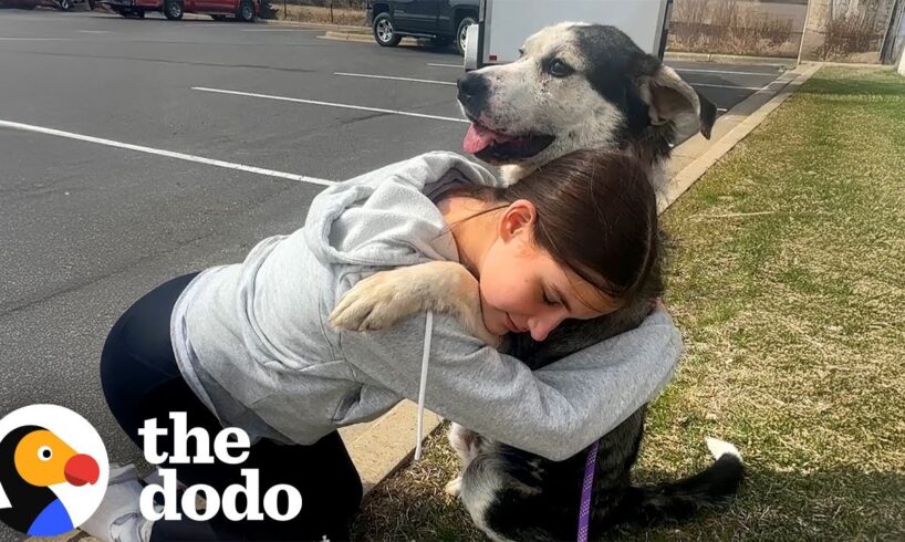 Watch Senior Dog Who'd Been Surrendered Twice Meet His Person | The Dodo