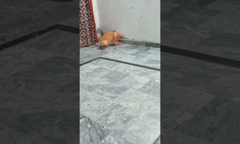 Watch This Cat’s Playful Mood So Adorable 🥰 #CatVibes