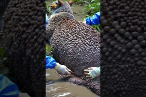 What Happens When Bees Attack a Cat? | Bees ATTACKED a Cat #CatRescue #SnowCat #animals #wildlife