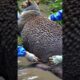 What Happens When Bees Attack a Cat? | Bees ATTACKED a Cat #CatRescue #SnowCat #animals #wildlife