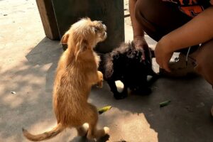 What a surprise 🙀, I found 3 super cute puppies in the park 🐶🐶❤️❤️☺️☺️