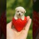 What's the SECRET to Spreading GOOD VIBES with Cute Puppies?