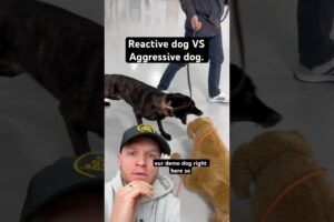 Whats the difference between a reactive dog and a aggressive dog?