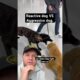 Whats the difference between a reactive dog and a aggressive dog?
