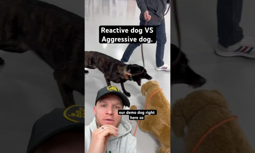 Whats the difference between a reactive dog and a aggressive dog?