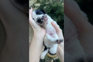 Which puppy is the cutest? #puppy #dogs #cute #cutedog #pets #spaniel #puppy #puppylove
