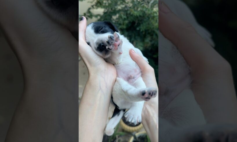 Which puppy is the cutest? #puppy #dogs #cute #cutedog #pets #spaniel #puppy #puppylove