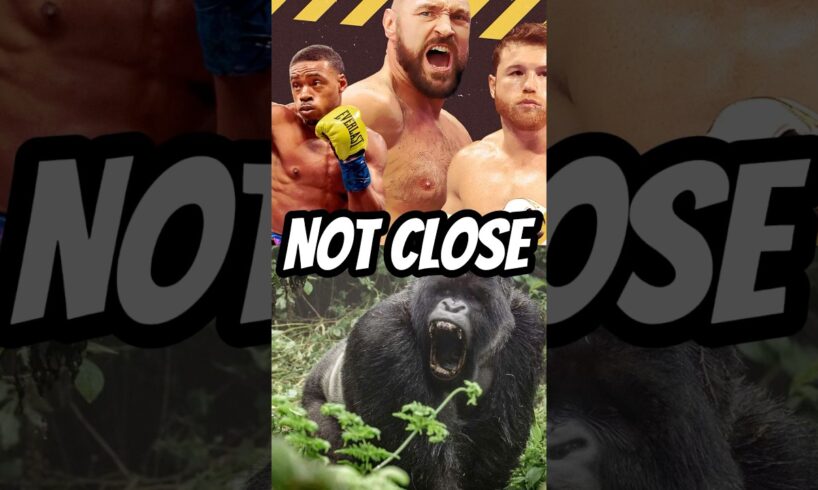 Why 100 Men vs 1 Silverback Gorilla Isn’t Close