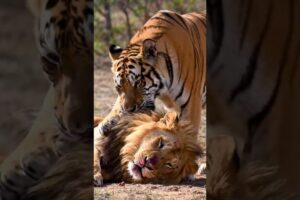 "Wild Animal Battles: 5 Epic Jungle Fights You Won't Believe! 🐅🦁 #shorts "