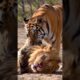 "Wild Animal Battles: 5 Epic Jungle Fights You Won't Believe! 🐅🦁 #shorts "