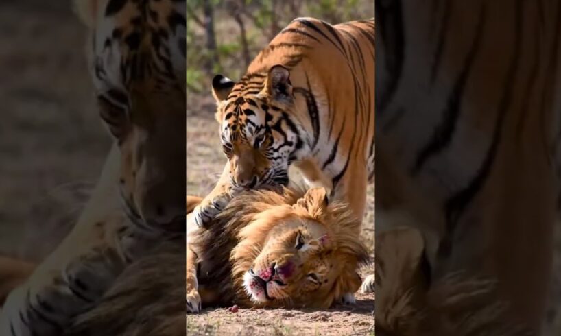 "Wild Animal Battles: 5 Epic Jungle Fights You Won't Believe! 🐅🦁 #shorts "