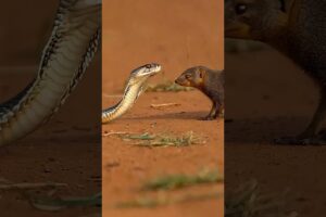 Wild Animal Fight | Mongoose Takes on Cobra in Fast Paced Clash