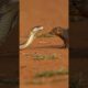 Wild Animal Fight | Mongoose Takes on Cobra in Fast Paced Clash