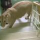 Wild Animals Who Pulled Off Impossible Escapes! (#3 is INSANE)