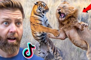 Wildlife Expert Reacts to TikTok’s Craziest Animal Fights