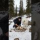 Wolf Cub Rescue by Man in Car|animal videos#trending #videoviral#animals #rescue#wildlife